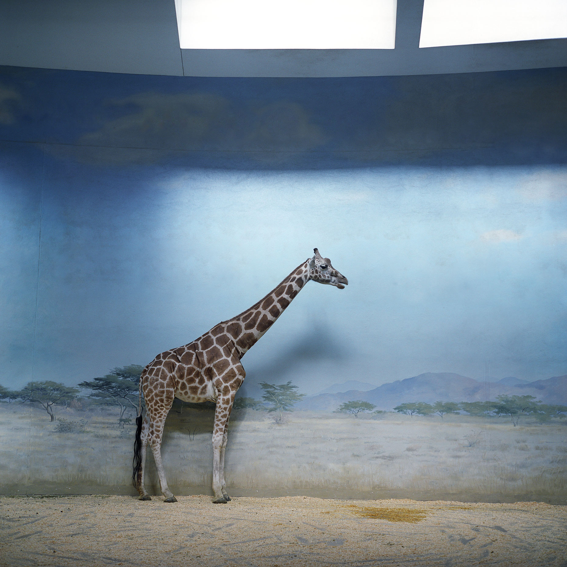 045-giraffe