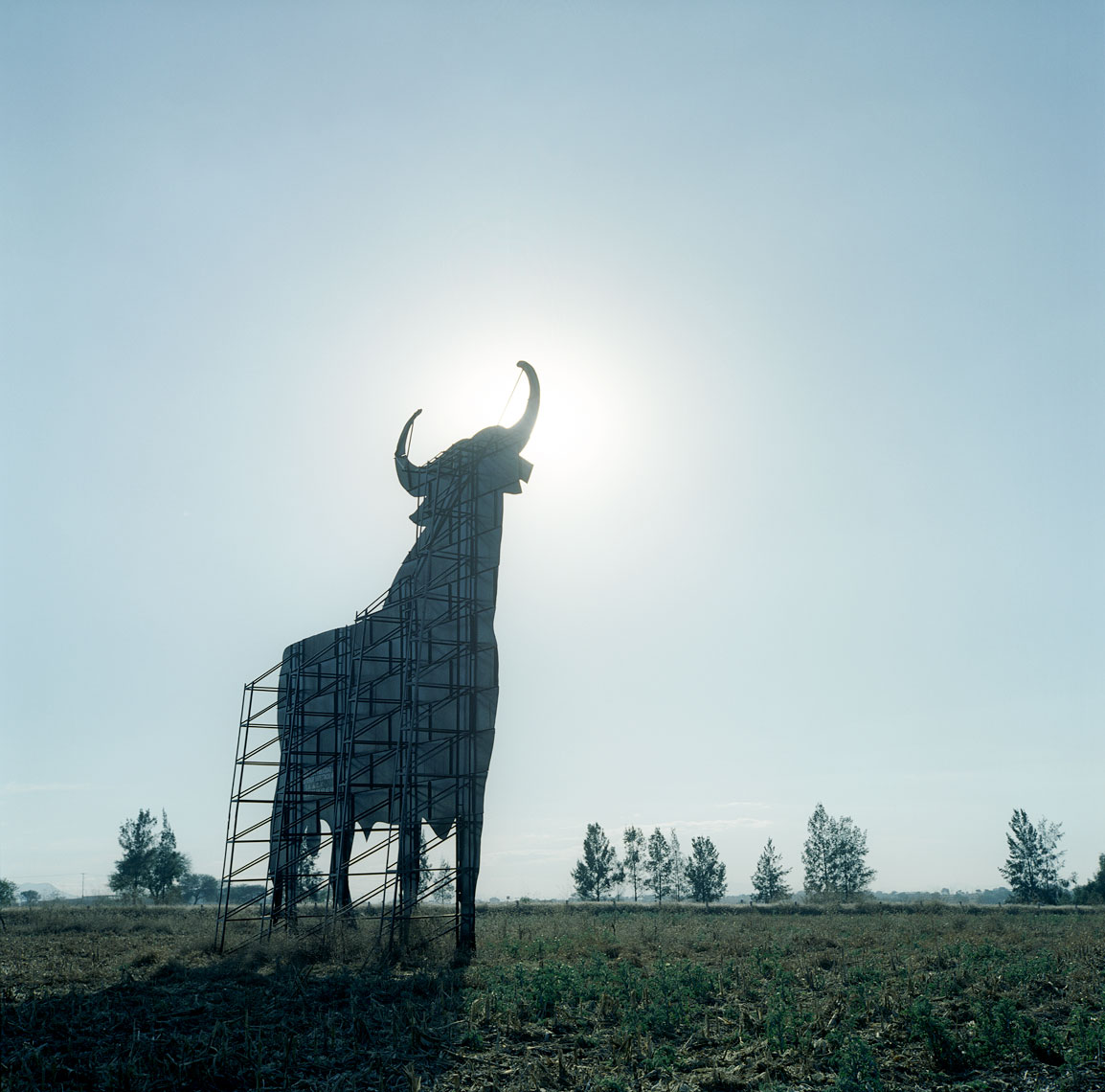 07-bull