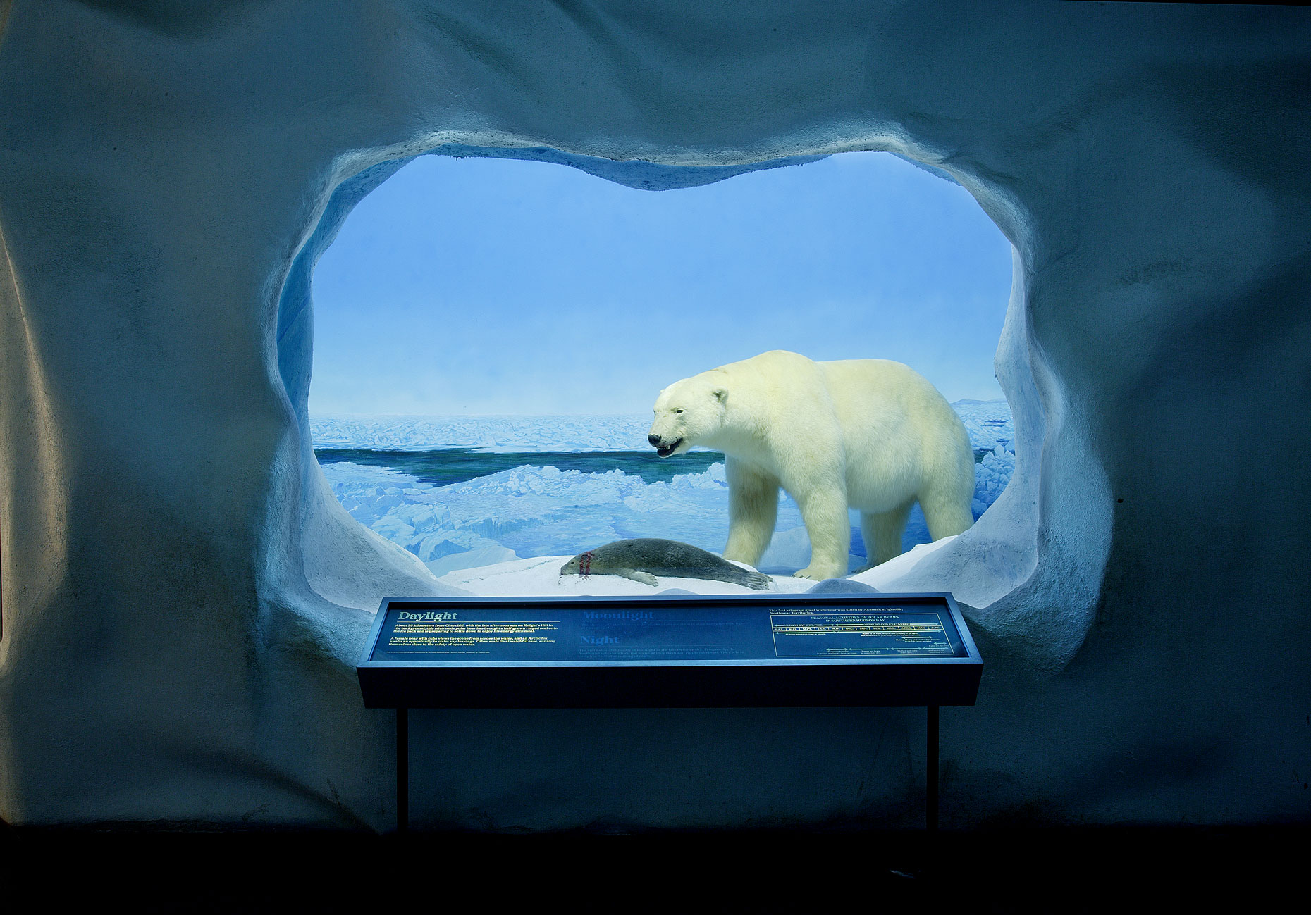 077-polarbear